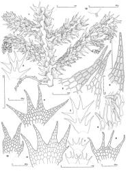 Fig. 55. Telaranea praenitens (Lehm. & Lindenb.) E.A.Hodgs. (figs. 1–10,  var. praenitens; 11, 12,  var. dentifolia). 1. Sector of main shoot showing androecia on primary and secondary terminal branches, dorsal view. 2, 3. Leaves (note symmetry). 4. Leaf, cellular detail. 5, 6. Dorsal lobes of leaves. 7. Underleaves. 8. Underleaf, cellular detail. 9. Sector of perianth surface immediately below mouth. 10. Antheridial stalk. 11. Leaf. 12. Half-leaf. (Figs. 1, 2, 4, 6–8, 10, from Engel 18935, New Zealand, South Is., Westland EP, near Waiho R. between Wombat Terrace and Canavans Knob; 3, 5, from Engel 6667B, New Zealand, South Is., Westland EP, Lake Wombat; 9, from Reif C63B, New Zealand, South Is., Westland EP, Camp Creek; 11, 12, from type of  var. dentifolia.). © All rights reserved. [Image: 4XXB]