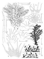 Fig. 56. Telaranea gibbsiana (Steph.) E.A.Hodgs. 1. Shoot with 6 Frullania -type branches, dorsal view (note 2-, 3- and 4-lobed half-leaves). 2. Shoot with 3 young gynoecia toward base, dorsal view. 3–6. Leaves. 7. Distal portion of leaf lobe. 8. First branch underleaves. 9. Stem, cross section. 10, 11. Capsule wall cross sections. (Figs. 1–9, from Hodgson s. n., New Zealand, North Is., Gisborne EP, Lake Waikaremoana [F]; 10, 11, from Engel 20513, New Zealand, North Is., Gisborne EP, Urewera Natl. Park, Waikareiti Track.). © All rights reserved. [Image: 4XXC]