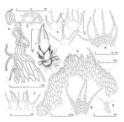 Fig. 57. Telaranea gibbsiana (Steph.) E.A.Hodgs. 1. Gynoecium. 2. Cross section through distal portion of perianth. 3. Portion of perianth mouth. 4. Distal portion of innermost bract. 5. Underleaves of main shoot. 6. Underleaf. 7. Half-leaves. 8. Four-lobed half-leaf. 9. Antheridium. (Figs. 1–8, from Hodgson s. n., New Zealand, North Is., Gisborne EP, Lake Waikaremoana [F]; 9, from Hatcher 1301, same loc.). © All rights reserved. [Image: 4XXD]