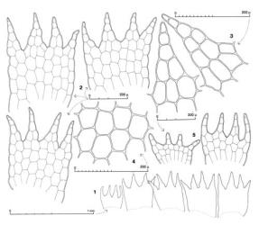 Fig. 58. Telaranea hodgsoniae J.J.Engel & Merrill 1. Leaves and to left, an underleaf. 2. Three leaves, cellular detail. 3. Median leaf lobes. 4. Median disc cells. 5. Underleaves, cellular detail, stippled walls indicate formation of rhizoid initials. (All from holotype.). © All rights reserved. [Image: 4XXE]