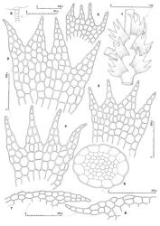 Fig. 59. Telaranea patentissima (Hook.f. & Taylor) E.A.Hodgs. (figs. 3–5, 9,  var. patentissima; 1, 2, 6–8,  var. ampliata). 1. Sector of main shoot, dorsal view. 2–4. Leaves, cellular detail. 5. Underleaf, cellular detail. 6. Stem, cross section. 7, 8. Dorsal lobe and dorsal margin of disc. 9. Antheridial stalk. (Figs. 1, 2, 7, from holotype of  var. ampliata; 3, from Kirk 183, New Zealand, Great Barrier Is.; 4, 5, 9, from Zotov, New Zealand, North Is., Southern North Is. EP, Tararua Ra., Field Hut; 6, 8, from Hatcher 29, New Zealand, North Is., Volcanic Plateau EP, Rotorua.). © All rights reserved. [Image: 4XXF]