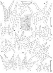 Fig. 60. Telaranea patentissima (Hook.f. & Taylor) E.A.Hodgs. (figs. 1, 2, 9–11,  var. zebrina; 3–8, 12, 13,  var. patentissima). 1–6. Leaves, the leaf of Fig. 1 with surface detail shown in part. 7, 8. Leaf lobes. 9. Marginal cells of leaf base showing papillae. 10–13. Underleaves (all drawn to scale of Fig. 10). (Figs. 1, 2, 9–11, from type of  var. zebrina; 3, 4, 7, 8, 12, from type of T. patentissima [BM]; 5, 6, 13, from type of T. gottscheana [W].). © All rights reserved. [Image: 4XXG]