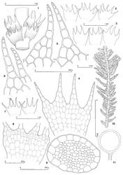 Fig. 61. Telaranea tetrapila (Hook.f. & Taylor) J.J.Engel & Merrill var. tetrapila. 1. Sector of leading shoot, dorsal view. 2, 3. Leaves. 4. Leaf, cellular detail. 5, 6. Median lobes of leaf; note secondary septa. 7. Underleaves. 8. Underleaf disc, cellular detail, stippled cell walls indicate rhizoid initial cells. 9. Stem, cross section. 10. Plant, dorsal view. 11. Antheridium (as seen in optical section). (Figs. 1, 3, 6, 7, 10, from J.J.Engel 18029, New Zealand, South Is., Westland EP, Mt. Aspiring Natl. Park, summit area of Haast Pass; 2, 5, 8, from Reif C151A; 4, from Reif C93E; 9, from Reif C80F, all Reif coll. from New Zealand, South Is., Westland EP, Camp Creek; 11, from Engel 19298, New Zealand, South Is., Western Nelson EP, Paparoa Ra., Croesus Track.). © All rights reserved. [Image: 4XXH]