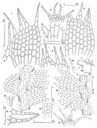 Fig. 63. Telaranea elegans (Colenso) J.J.Engel & Merrill (1–6) and T. perfragilis J.J.Engel & Merrill (7–14). 1, 2. Leaves. 3. Distal portion of leaf. 4. Leaf lobe. 5. Underleaf. 6. Stem, surface view. 7. Sector of main shoot, dorsal view. 8. Leaf lobes (surface detail shown in part). 9. Underleaf. 10. Sector of branch showing (top leaf) fragmenting of leaf tip forming a gemma-like body (at arrow) and (lower leaf) a disc in process of partially breaking away (fracture at arrow). 11. Half-leaf. 12. Branch base (FB =Frullania -type branch; FBU = first branch underleaf), the underleaf of main shoot shown in part. 13. First branch underleaf shown in Fig. 12. 14. Antheridial stalk. (Figs. 1, 4–6, from type of T. elegans, WELT; 2, 3, from Engel 17216, Australia, New South Wales, Morton Natl. Park, Fitzroy Falls; 7–14, from type of T. perfragilis.). © All rights reserved. [Image: 4XXJ]