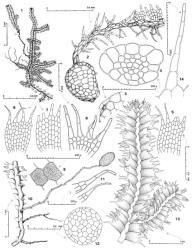 Fig. 64. Telaranea tuberifera J.J.Engel & R.M.Schust. 1. Plant, dorsal view. 2. Germinating tuber; note scattered leaf rudiments and previous point of attachment of tuber to stolon at opposing end of tuber. 3. Portion of tuber surface showing a leaf rudiment. 4. Stem, cross section. 5–7. Leaves. 8. Underleaf; note rhizoid position. 9. Median discus cells showing surface detail in part. 10. Old, basal portion of shoot showing stoloniferous branches and a tuber. 11. First branch underleaves. 12. Tuber, cross section. 13. Portion of main shoot; note ragged leaf apices. 14. Median lobe of leaf. (All from type of T. tuberifera.). © All rights reserved. [Image: 4XXK]