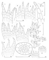 Fig. 65. Telaranea remotifolia E.A.Hodgs. 1–6. Leaves, cellular detail. 7. Dorsal lobe of leaf. 8. Main shoot (FBU = first branch underleaf), the medullary strand shown with stipple; ventral view. 9. Underleaves, cellular detail. 10. Stem, cross section. 11. Antheridial stalk. 12, 13. First branch underleaves (both at same scale). (Figs. 1, 5, 6, 10, 12, 13, from Engel 18921, New Zealand, South Is., Westland EP, Mt. Aspiring Natl. Park, Blue R.; 2–4, 7–9, from type; 11, from Child 5366, New Zealand, South Is., Western Nelson EP, 5 km N of Runanga.). © All rights reserved. [Image: 4XXL]