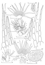 Fig. 66. Telaranea pulcherrima (Steph.) R.M.Schust. (figs. 1, 2, 6, 7, 9,  var. pulcherrima; 3–5, 8, 10, 11,  var. mooreana (Steph.) J.J.Engel & Merrill). 1. Sector of main shoot, dorsal view (FB =Frullania -type branch; HL = half-leaf). 2, 3. Leaves. 4–7. Leaf lobes. 8. Terminal cells of leaf lobes. 9. Sector of main shoot, ventral view (FB =Frullania -type branch; FBU = first branch underleaf). 10. Apex of innermost ♀ bract, with (at arrows) 2 lobules shown in detail. 11. Stem, cross section. (Figs. 1, 6, 9, from Engel 21771, New Zealand, South Is., Westland EP, ca. 4 km N of Haast R.; 2, 7, from type of Lepidozia pulcherrima; 3, 4, 8, from type of Lepidozia mooreana; 10, 11, from Engel E16407, Tasmania, road between Zeehan and Trial Harbour; 5, from Engel E19927; Tasmania, Tahune Forest Reserve, along Huon R.). © All rights reserved. [Image: 4XXM]