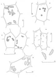 Fig. 67. Oil-bodies, all (except Fig. 3) with the outline of a few chloroplasts included. 1. Telaranea tuberifera J.J.Engel & R.M.Schust. Median disc cell. 2. Telaranea remotifolia E.A.Hodgs. Median cells of disc. 3. Telaranea remotifolia E.A.Hodgs. Cells at base of median sinus. 4. Telaranea pulcherrima (Steph.) R.M.Schust. Disc cells, below 2 oil-bodies at higher magnification. 5. Telaranea tetrapila (Taylor) J.J.Engel & Merrill var. tetrapila. Disc cell. (Fig. 1, from Glenny 9144, New Zealand, South Is., Westland EP, Mt. Turiwhate, near summit; 2, 3, from Engel 24055, New Zealand, Stewart Is., Rakiura Natl. Park, Fern Gully Track; 4, from Glenny 9513, New Zealand, South Is., Western Nelson EP, Mt. Augustus; 5, from Glenny 9237, New Zealand, South Is., Western Nelson EP, Arthur Ra., Pages Saddle.). © All rights reserved. [Image: 4XXN]