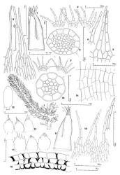 Fig. 68. Telaranea lindenbergii (Gottsche) J.J.Engel & Merrill (1–8, 11, 13–16) and Telaranea tetradactyla (Hook.f. & Taylor) E.A.Hodgs. (9, 10, 12). 1. Sector of main shoot and primary branch, dorsal view. 2. Three leaves. 3. Two leaves. 4, 5. Leaf lobes. 6. Stem, cross section. 7. Distal sector of perianth. 8. Portion of perianth mouth. 9. Distal half of perianth. 10. Portion of perianth mouth, the uniseriate row at right shown at higher magnification. 11. ♀ Bracts and, in middle, bracteole. 12. ♀ Bracts and bracteole. 13. Capsule profile. 14. Capsule wall, outer layer, showing 2-phase development. 15. Capsule wall, cross section. 16. Seta, cross section. (Figs. 1, 2, 4, 7–8, 11, from Engel 19300, New Zealand, South Is., Paparoa Ra., along Croesus Track; 3, 5, from Allison H79, New Zealand, North Is., Volcanic Plateau EP, Puaiti Bush; 6, from Allison 3236, same loc. as Allison H79; 9, 10, 12, from Child H2353, New Zealand, South Is., Otago EP, Ross Creek; 13–15, from Reif C86E; New Zealand, South Is., Westland EP, Camp Creek; 16, from type of  var. complanata.). © All rights reserved. [Image: 4XXP]