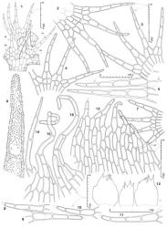 Fig. 69. Telaranea lindenbergii var. papillata J.J.Engel & Merrill Portion of shoot showing a leaf and 2 half-leaves (= HL) each at the base of a Frullania -type branch (= FB), dorsal aspect. 2–4. Leaves (surface detail not shown); all drawn to same scale. 5. Two leaf lobes, surface detail not shown. 6. Distal portion of leaf lobes showing surface papillae (× 1055). 7. Underleaf. 8–11. Underleaf lobes. 12. Innermost ♀ bracts and, in middle, bracteole. 13. Distal portion of ♀ bract. 14–16. Lobes of perianth mouth, all drawn to same scale. (All from type.). © All rights reserved. [Image: 4XXQ]