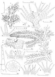 Fig. 70. Telaranea tetradactyla (Hook.f. & Taylor) E.A.Hodgs. 1. Sector of main shoot with several terminal branches, dorsal view. 2. Four- and 5-lobed leaves. 3, 4. Leaves. 5. Leaf lobe. 6. Stem, cross section. 7. Sector of main shoot (HL = half-leaf; FBU = first branch underleaf; VIL = ventral-intercalary branch), ventral view. 8. Underleaves; stem cells (= S) stippled in at right. 9. Sector of main shoot, ventral view, showing base of Frullania -type branch (= FB) and first branch underleaf (= FBU) (FBL = bases of first branch leaves). 10. Leaf pair of primary branch, dorsal view. 11. Antheridium. (Figs. 1, 2, 5–10, from type of T. tetradactyla [FH]; 3, 4, from Engel 17967, New Zealand, South Is., Westland EP, summit of Haast Pass, 570 m, Engel 17967; 11, from Child 991, New Zealand, South Is., Otago EP, Akatore, 38 km SW of Dunedin.). © All rights reserved. [Image: 4XXR]