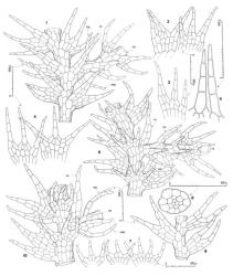 Fig. 71. Telaranea martinii (E.A.Hodgs.) R.M.Schust. 1. Sector of main shoot showing base of Frullania -type branch, dorsal view (= FB) (HL = half-leaf; FBU = first branch underleaf; FBL = first branch leaf, note 1 of the 2 lobes not in view; note also 2-lobed leaf on main shoot at right base). 2–4. Leaves. 5. Leaf lobes. 6. Sector of main shoot of somewhat weaker phase showing base of Frullania -type branch, ventral view (= FB) (FBU = first branch underleaf; FBL = first branch leaf; HL = half-leaf). 7. Underleaves. 8. Stem, cross section. 9. Portion of Frullania -type branch showing incubous insertion of the bilobed leaves. 10. Sector of main shoot showing base of Frullania -type branch, ventral view (= FB) (FBU = first branch underleaf; FBL = first branch leaf; HL = half-leaf). (All from type.). © All rights reserved. [Image: 4XXS]