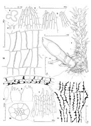 Fig. 72. Telaranea martinii (E.A.Hodgs.) R.M.Schust. 1. Plant showing monoecious condition (♂ = androecium; ♀ = unfertilized gynoecium; SB = stoloniform branch), dorsal view. 2. Antheridium. 3. Perianth, cross section through distal sector. 4, 5. Portion of perianth mouth. 6. Innermost ♀ bracts. 7. Distal sector of ♀ bract. 8. Capsule profile. 9. Capsule wall, cross section. 10. Capsule wall, outer layer. 11. Capsule wall, inner layer. 12. Seta, cross section. (Figs. 1, 3, 5–7, 9–12, from Child 2009, New Zealand, South Is., Westland EP, Paradise, Dart Valley; 2, 4, 8, from type of Lepidozia martinii.). © All rights reserved. [Image: 4XXT]