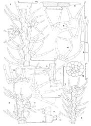 Fig. 73. Telaranea granulata J.J.Engel & Merrill 1. Portion of main shoot with base of Frullania -type branch, dorsal view; note 3 stem cortical cells between leaves, undivided half-leaf (= HL), and variation in disc of main axis leaves. 2. Portion of main shoot, dorsal view; note that portions of underleaf (= UL) are visible. 3, 4. Portions of main axis and base of Frullania -type branch, ventral view; note (left) first branch underleaf (= FBU) is biseriate at base or (at right) uniseriate throughout (rhizoids indicated with stipple). 5. Portion of primary branch, dorsal view. 6, 7. Three- and 4-lobed leaves of main shoot (all drawn to same scale). 8. Leaf lobes, the surface detail not shown. 9. Apical portion of leaf lobe, the surface detail shown in part. 10, 11. Underleaves, the underleaf at right in Fig. 11 with rhizoid initials formed but lacking rhizoids, the other underleaves with rhizoids shown in stipple (all drawn to same scale). 12. Stem of main shoot, cross section. (All from holotype.). © All rights reserved. [Image: 4XXU]