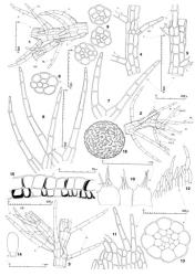 Fig. 74. Telaranea quinquespina (J.J.Engel & Merrill) J.J.Engel & Merrill 1. Portion of main shoot with Microlepidozia -type branch (= MB), ventral view (L = leaf; UL = underleaf; HL = half-leaf). 2. Portion of main shoot with Microlepidozia -type branch (= MB), dorsal view (1st L = first leaf; 2nd L = second leaf, with lobes A + B; HL = half-leaf on opposing side of stem). 3. Portion of main shoot with lateral-intercalary branch (= LIB) in axil of 3-lobed leaf (= L), ventral-lateral view (UL = underleaf). 4. Stem, ventral aspect (L = leaf; UL = underleaf). 5. Stem, dorsal aspect (L = leaf, at top the 2 lobes shown at arrows). 6, 7. Leaves. 8, 9. Stem, cross sections. 10. Innermost ♀ bracts and bracteole. 11. Distal sector of innermost ♀ bract. 12. Portion of perianth mouth. 13. Seta, cross section. 14. Capsule profile. 15. Capsule wall, cross section. 16. Spore (× 1552). (Figs. 1, 2, 4–6, 9, from Engel 21201, New Zealand, North Is., Volcanic Plateau EP, Tree Trunk Gorge, W bank of Tongariro R., E border of Tongariro Natl. Park; 3, from Engel 21202, same loc.; 7, 8, 10–16, from isotype.). © All rights reserved. [Image: 4XXV]