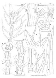 Fig. 75. Telaranea herzogii (E.A.Hodgs.) E.A.Hodgs. 1. Portion of main shoot, dorsal view. 2, 3. Portions of 2 different main shoots, each showing 2 underleaves and the basal cells of ventral lobes of 3 leaves (= BC), ventral view. 4. Three-lobed underleaf; note rhizoids (stippled outline). 5, 6. Two- and 3-lobed leaves. 7. Leaf lobes. 8, 9. Stem, cross sections (note 6 + 6 and 8 + 9 anatomy). 10. Terminal branch base and first branch underleaf (ventral view); note rhizoid position and rhizoid initial cells (BC = basal cell of ventral lobe of leaf). (Figs. 1–3, 5, 7, 8, from type of T. herzogii; 4, 6, 9, from Engel 19239, New Zealand, South Is., Western Nelson EP, Paparoa Ra., upper slopes of N side of Tiropahi or Four Mile R.; 10, from Engel 17968, New Zealand, South Is., Westland EP, Mt. Aspiring Natl. Park, summit area of Haast Pass.). © All rights reserved. [Image: 4XXW]