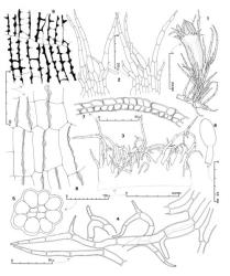 Fig. 76. Telaranea herzogii (E.A.Hodgs.) E.A.Hodgs. 1. Gynoecium with mature sporophyte. 2. Innermost ♀ bracts. 3. Perianth mouth. 4. Cilia of perianth mouth. 5. Seta, cross section. 6. Capsule profile. 7. Capsule wall, cross section. 8. Capsule wall, outer layer. 9. Capsule wall, inner layer. (All from Allison 3171, New Zealand, North Is., Volcanic Plateau EP, near Atiamuri, S of Rotorua.). © All rights reserved. [Image: 4XXX]