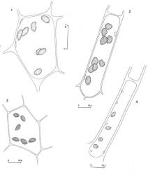 Fig. 77. Oil-bodies, all (except Fig. 3) with the outline of a few chloroplasts included. 1. Telaranea lindenbergii (Gottsche) J.J.Engel & Merrill Disc cell. 2. Telaranea herzogii (E.A.Hodgs.) E.A.Hodgs. Basal cell of lobe. 3. Telaranea martinii (E.A.Hodgs.) R.M.Schust. Median cell of disc. 4. Telaranea inaequalis R.M.Schust. ex J.J.Engel & Merrill Lowermost cell of leaf lobe. (Fig. 1, from Glenny 9725, New Zealand, South Is., Westland EP, Tuke R.; 2, from Glenny 9149, New Zealand, South Is., Westland EP, Big Wainihinihi R.; 3, from Engel 24773, New Zealand, South Is., Westland EP, Cascade Road, just W of Jackson R.; 4, from Glenny 9352, New Zealand, South Is., Western Nelson EP, Mt. Augustus.). © All rights reserved. [Image: 4XXY]