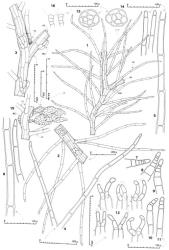 Fig. 78. Telaranea inaequalis R.M.Schust. ex J.J.Engel & Merrill 1. Dorsal aspect of sector of main shoot with Frullania -type branch (= FB; HL = half-leaf; FBU = first branch underleaf). 2. Portion of leading shoot, ventral view. 3. Portion of main shoot with Frullania -type branch (= FB), ventral view (FBU = first branch underleaf; HL = half-leaf; only the ventral lobes of leaves are shown); note the underleaf at base of figure has 2- and 3-celled lobes and has rhizoid initials formed but rhizoids are lacking. 4. Leaf; note unequal leaf lobes (ventral lobe at left). 5, 6. Leaf lobes (both basal and distal portions included). 7–11. Distal portions of leaf lobes showing subdivision of cells. 12. Underleaves. 13, 14. Stem, cross sections (ventral cortical cells at arrows). 15. Portion of shoot with androecium, oblique-dorsal view (LL = leaf lobe; BC = large cells of collar of the ventral-intercalary androecial branch). 16. Antheridial stalks. (Figs. 1–6, 12–14, from Engel 14685B, Tasmania, Gordon R., Sir John Falls; 7–11, 15, 16, from Jarman 87/5, Tasmania, Mt. Sprent.). © All rights reserved. [Image: 4XXZ]