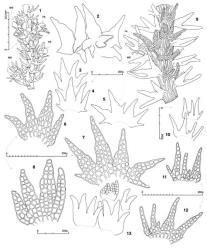 Fig. 79. Kurzia hippuroides (Hook.f. & Taylor) Grolle (figs. 1, 3–13,  var. hippuroides; 2,  var. ornata (Steph.) J.J.Engel & Merrill). 1. Sector of main shoot, dorsal view; Frullania -type branches (= FB) at right and Microlepidozia -type branch (= MB) at left, dorsal view. 2–5. Leaves. 6–8. Leaves, cellular detail. 9. Sector of main axis, ventral view, with Microlepidozia -type branch (= MB) and half-leaf (= HL). 10. Underleaves. 11, 12. Underleaves, cellular detail. 13. Two leaves and (above) an underleaf (lobes with cellular detail), and a half-leaf. (Figs. 1, 3, 6, 9, from type of K. hippuroides; 2, from type of  var. ornata; 4, 5, 7, 10–12, from Engel 18690, New Zealand, South Is., Fiordland EP, Borland Road; 8, 13, from type of K. allisonii.). © All rights reserved. [Image: 4XY0]