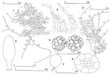 Fig. 80. Kurzia hippuroides (Hook.f. & Taylor) Grolle. 1, 2. Plants, all branches terminal unless otherwise indicated (F =Frullania -type branch; VI = ventral-intercalary branch; ♀ = juvenile gynoecium; note that leading shoots may become flagelliform and that perianth (in Fig. 1) originates from leafless stolon. 3. Portions of perianth mouth. 4. Capsule profile. 5. Spores, proximal face shown at left. 6. Seta, cross section. 7. Antheridium. (Figs. 1, 2, 4–6, from Engel 19001, New Zealand, South Is., Westland EP, track to Alex Knob; 3, from Engel 17727, New Zealand, South Is., Otago EP, summit of Mt. Maungatua; 7, from Engel 19293, New Zealand, South Is., Western Nelson EP, Paparoa Ra., Croesus Track.). © All rights reserved. [Image: 4XY1]