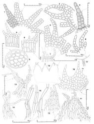 Fig. 81. Kurzia moniliformis J.J.Engel. 1–3. Leaves of main axis, the surface detail shown in part at left in Fig. 1; stipple at base of Fig. 3 indicates stem cells (all drawn to same scale). 4. Lobe of leaf from main axis, adaxial view (note papillose surface, but basal half of disc cells is smooth). 5–7. Underleaves of main shoot (all drawn to same scale). 8. Half-leaf. 9. Stem of prostrate main shoot, cross section. 10. ♀ Bracts and bracteole; note fusion of basal half. 11. Portion of apex of ♀ bract. 12. Lobe of ♀ bract. 13, 14. Portions of perianth mouth; note articulated cilia and prorate cells below. 15. Basal portion of 3 cilia of perianth mouth showing articulated cells. 16. ♂ Bract (DM = dorsal margin). 17. Antheridial stalk. (All from type.). © All rights reserved. [Image: 4XY2]