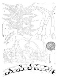 Fig. 83. Drucella integristipula (Steph.) E.A.Hodgs. 1. Portion of main shoot, dorsal view; note the thick-walled leaf cells, the leaf-free strip and the long, thick-walled cortical cells. 2. Portion of perianth mouth. 3. Cilia of perianth mouth. 4. Spore. 5. Capsule wall, cross section. 6. Sector of elater and spore outline drawn to same scale. (Fig. 1, from Engel 23612, New Zealand, North Is., Volcanic Plateau EP, Kaimai-Mamaku Forest Park, Kaimai Ra., Aongatete R.; 2–6, from Glenny 9261, New Zealand, South Is., Western Nelson EP, Pupu Walkway.). © All rights reserved. [Image: 4XY4]