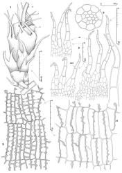 Fig. 84. Drucella integristipula (Steph.) E.A.Hodgs. 1. Mature gynoecium originating from a stoloniform axis; note long calyptra (= C) and presence of unfertilized archegonia (stippled) carried part way up the calyptra surface (S = seta). A short intercalary branch (only the branch base included) with an unfertilized gynoecium which was removed for clarity. 2. ♀ Bracts (= BR) and bracteole (= BREO) from innermost series, and, to right, a lobe at higher magnification. 3. Seta, cross section. 4. Capsule wall, outer layer. 5. Capsule wall, inner layer. (Figs. 1, 2, 4, 5, from Glenny 9261, New Zealand, South Is., Western Nelson EP, Pupu Walkway; 3, after Boesen, 1982.). © All rights reserved. [Image: 4XY5]