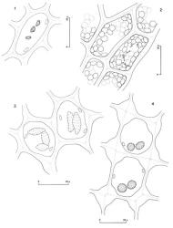 Fig. 85. 1. Kurzia compacta (Steph.) Grolle. Oil-bodies from cell of lower part of lobe, the outline of a few chloroplasts included. 2. Drucella integristipula (Steph.) E.A.Hodgs. Cells of lobe base showing tiny lipid droplets and notably large chloroplasts. 3. Acromastigum brachyphyllum A.Evans. Vitta cells, the outline of a few chloroplasts included. 4. Acromastigum verticale (Steph.) E.A.Hodgs. Cells of leaf middle, the outline of a few chloroplasts included. (Fig. 1, from Glenny 9106, New Zealand, South Is., Westland EP, Mt. Brown; 2, from Glenny 9261, New Zealand, South Is., Western Nelson EP, Pupu walkway; 3, from Glenny 9348, New Zealand, South Is., Western Nelson EP, Mt. Augustus; 4, from Glenny 9341, New Zealand, Stewart Is., Blaikies Hill.). © All rights reserved. [Image: 4XY6]