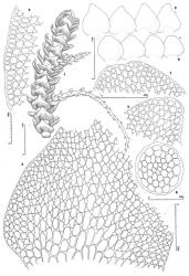 Fig. 86. Acromastigum verticale (Steph.) E.A.Hodgs. 1. Portion of leading shoot with 2 Acromastigum -type branches, lateral view. 2. Leaves (= l). 3. Leaf, cellular detail. 4. Distal sector of leaf. 5. Portion of dorsal margin of leaf. 6. Underleaves (= ul). 7. Distal sector of underleaf. 8. Stem, cross section. (All from Schuster, Scott & Taylor, New Zealand, Stewart Is., Tin Ra. [Hodgson 12026, MPN].). © All rights reserved. [Image: 4XY7]