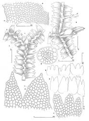 Fig. 87. Acromastigum colensoanum (Mitt.) A.Evans. 1. Portion of leading shoot with Frullania -type branch (= FB), dorsal view (HL = half-leaf). 2. Leaves and above, underleaf at same scale. 3. Distal sector of leaf (DL = dorsal lobe). 4. Basal portion of leaf with weak differentiation of a vitta (VM = ventral margin). 5. Portion of leading shoot with perianth and Frullania -type branch (= FB, note bifid first branch underleaf) and Acromastigum -type branch (= AB, note half-underleaf), ventral view. 6. Underleaves. 7. Underleaf, cellular detail. 8. Stem cross section. (Figs. 1–7, from Engel 19192, New Zealand, South Is., Western Nelson EP, Paparoa Ra., S side of Pororari R.; 8, from Hatcher 934, New Zealand, South Is., Westland EP, Martins Bay.). © All rights reserved. [Image: 4XY8]