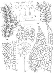 Fig. 88. Acromastigum cunninghamii (Steph.) A.Evans. 1. Portion of leading shoot, with Frullania -type branch (= FB, FBL = first branch underleaf) and Acromastigum -type branch (= AB, at arrow, note half-underleaf); ventral view. 2. Leaves, and above, underleaves at same scale. 3. Portion of leading shoot; note FB (=Frullania -type branch) and its half-leaf (= HL), dorsal view. 4. Underleaf. 5. Ventral sector of leaf showing differentiation of a marginal vitta. 6. Stem, cross section. 7. Leaf. (All from Hatcher 1452, New Zealand, South Is., Westland EP, head of Lake McKerrow.). © All rights reserved. [Image: 4XY9]