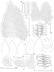 Fig. 89. Acromastigum marginatum E.A.Hodgs. 1. Leaf, cellular detail. 2. Row of leaves and to right underleaves, at same scale. 3. Marginal cells of dorsal, ampliate sector of leaf. 4. Distal sector of leaf (VL = ventral lobe). 5. Sector of leading shoot, dorsal view. 6. Sector of leading shoot, ventral view. 7. Portion of underleaf, cellular detail. 8. Stem, cross section. (All from type.). © All rights reserved. [Image: 4XYA]