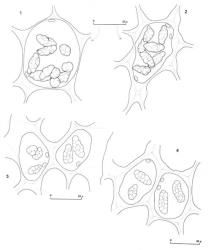 Fig. 90. Oil-bodies, all with the outline of a few chloroplasts included. 1. Acromastigum colensoanum (Mitt.) A.Evans. Basal cell of leaf. 2. Acromastigum colensoanum (Mitt.) A. Evans. Vitta cell from mid-point of leaf. 3. Acromastigum mooreanum (Steph.) E.A.Hodgs. Cells of ventral lobe. 4. Acromastigum mooreanum (Steph.) E.A.Hodgs. Vitta cells. (Figs. 1, 2, from Glenny 9174, New Zealand, South Is., Westland EP, Mt. Te Kinga; 3, 4, from Glenny 9605, New Zealand, South Is., Western Nelson EP, Stockton Plateau.). © All rights reserved. [Image: 4XYB]