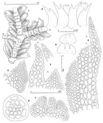 Fig. 91. Acromastigum mooreanum (Steph.) E.A.Hodgs. 1. Portion of leading shoot with Acromastigum -type branch (= AB, note half-underleaf) and a Frullania -type branch (= FB), ventral view. 2. Leaves and above, underleaves at same scale. 3. Leaf apex (DL = dorsal lobe; VL = ventral lobe). 4. Ventral sector of leaf (VL = ventral lobe; S = sinus base); note well-defined vitta, and slime papilla (at arrow). 5. Portion of dorsal base of leaf showing auricle and slime papilla. 6. Underleaves, stipple above insertion indicates line formed by distal end walls of intermediate cells. 7. Underleaf, cellular detail. 8. Stem, cross section. (All from Fife 6423, New Zealand, South Is., Western Nelson EP, Paparoa Ra., N flank of Mt. Euclid.). © All rights reserved. [Image: 4XYC]