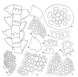 Fig. 92. Acromastigum brachyphyllum A.Evans. 1. Part of plant, ventral view (× 62). 2. Cross section of branch (× 280). 3, 4. Leaves (× 62). 5. Cells from base of a third leaf, ventral side (× 280). 6. Dorsal base of a fourth leaf (× 280). 7. Apex of a fifth leaf (× 280). 8, 9. Leaf cells in cross section, showing bistratose condition (× 375). 10. Leaf cells in surface view, showing bistratose condition (× 375). 11. Underleaf (× 62). 12. Lateral lobe of a second underleaf (× 280). (All from type; after Evans, 1934.). © All rights reserved. [Image: 4XYD]