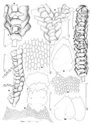 Fig. 93. Bazzania involuta (Mont.) Trevis. (figs. 1, 3–10,  var. involuta; 2,  var. submutica). 1. Portion of main shoot with ventral-intercalary branch. 2. Junction of branch and main shoot, ventral view; note first branch underleaf and main shoot underleaf are free from one another. 3. Portion of main shoot, ventral view. 4. Portion of main shoot, ventral-lateral view. 5. Median leaf cells. 6, 10. Leaves (flattened). 7. Underleaves (flattened). 8. Portion of underleaf apex. 9. Leaf apex. (Figs. 1, 3–10, from Child 2586, New Zealand, South Is., Westland EP, Key Summit [F].; 2, from Hodgson s. n. as B. elegans, New Zealand, North Is., Gisborne EP, Lake Waikareiti [F].). © All rights reserved. [Image: 4XYE]