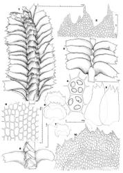 Fig. 94. Bazzania adnexa (Lehm. & Lindenb.) Trevis. (figs. 1–6, 9, 10,  var. adnexa; 7, 8,  var. aucklandica). 1. Portion of main shoot, ventral view. 2. Distal sector of leaf. 3. Portion of main shoot, dorsal view. 4. Oil-bodies of median leaf cell (× 665). 5. Leaves. 6, 7. Underleaves; stipple indicates region of hyaline border of thin-walled cells; note 2 underleaves (above) are connate on both sides, the underleaf below ( var. aucklandica) is narrowly connate at right base and free and subauriculate at left. 8. Portion of main shoot, ventral view. 9. Median leaf cells. 10. Distal sector of underleaf; note basal thick-walled cells and distal border of thin-walled, hyaline cells; note also the thickened exposed wall of underleaf apex and margin. (Figs. 1–3, 5, 9, from Engel 12795, Tasmania, Myrtle Forest, SW of Collinsvale; 4, from Engel 20203, same loc.; 6, 10, from Engel 19266, New Zealand, South Is., Western Nelson EP, Paparoa Ra., Tiropahi R.; 7, from Child H1017, New Zealand, South Is., Otago EP, Mt. Cargill; 8, from Hatcher 152, New Zealand, North Is., Auckland EP, Waitakere Hills.). © All rights reserved. [Image: 4XYF]