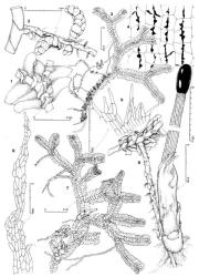 Fig. 95. Bazzania adnexa (Lehm. & Lindenb.) Trevis. 1. Junction of branch and main shoot, note position of first branch underleaf and its juxtaposition with main shoot underleaf (second from shoot base). 2. Two mature androecia originating from a stoloniferous branch. 3. Plant showing position of androecia and pattern of vegetative branching. 4. Capsule wall, outer layer. 5. Portion of perianth mouth. 6. ♀ Bract lobe. 7. Plant showing position of gynoecia and pattern of vegetative branching. 8. Gynoecium and mature sporophyte. (Fig. 1, from Engel 19266, New Zealand, South Is., Western Nelson EP, Paparoa Ra., Tiropahi R.; 2–8, from Engel 18741, New Zealand, South Is., Fiordland EP, above South Branch of Borland Burn.). © All rights reserved. [Image: 4XYG]