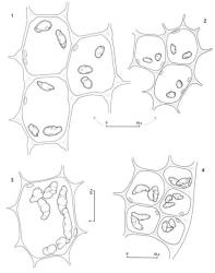 Fig. 96. Oil-bodies, all with the outline of a few chloroplasts included. 1. Bazzania involuta (Mont.) Trevis. Subvitta cells in median sector of leaf. 2. Bazzania involuta (Mont.) Trevis. Inframarginal cells of dorsal, dilated portion of leaf. 3. Bazzania okaritana Meagher & Glenny. Cells of median sector of leaf. 4. Bazzania okaritana Meagher & Glenny. Marginal and submarginal cells (dorsal-median sector). (Figs. 1, 2, from Glenny 9199b, New Zealand, South Is., Westland EP, Upper Otira Valley; 3, 4, from Glenny 9191, type.). © All rights reserved. [Image: 4XYH]