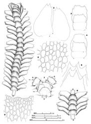 Fig. 98. Bazzania novae-zelandiae (Mitt.) Besch. & C.Massal. 1. Shoot, ventral view. 2. Leaves (flattened). 3, 4. Underleaves; stipple indicates extent of border of thin-walled, hyaline cells. 5. Median leaf cells. 6. Leaf apices. 7. Juncture of branch and main shoot; note position of first branch underleaf (= BUL; FB =Frullania -type branch). 8. Distal sector of underleaf. 9. Portion of shoot, ventral view. (All from Child 1984, New Zealand, North Is., Northland EP, track to Tane? Mahuta [F].). © All rights reserved. [Image: 4XYJ]