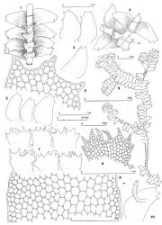 Fig. 99. Bazzania nova J.J.Engel & Merrill 1. Sector of leading shoot, ventral view. 2, 3. Leaves. 4. Juncture of branch and main axis, ventral view; note position of first branch underleaf (= BUL; FB =Frullania -type branch). 5. Leaf apex. 6. Sector of leading shoot, dorsal view. 7. Underleaves. 8. Underleaf; note spur-like extension of underleaf lobe (at arrow). 9. Median sector of leaf (VM = ventral margin). 10. Regenerant from leaf. (Figs. 1, 3–10, from holotype; 2, from Druce, New Zealand, Gisborne EP, Maungawaru Plateau.). © All rights reserved. [Image: 4XYK]