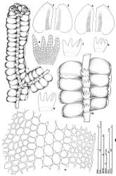 Fig. 101. Bazzania nitida (F.Weber) Grolle. 1. Axis, ventral view. 2–5. Leaves, with boundary of vitta indicated. 6. Underleaves showing cellular detail. 7–9. Underleaves, stippled area indicates region of small, thick-walled, basal cells. 10. Axis, ventral view. 11. Median leaf cells showing vitta. (Figs. 1, 10, from Child 1768, New Zealand, Haast watershed (F); remainder from Child 1765, New Zealand, Haast watershed [F].). © All rights reserved. [Image: 4XYM]