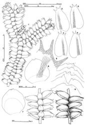 Fig. 102. Bazzania monilinervis (Lehm. & Lindenb.) Trevis. 1. Shoot, ventral view. 2–5. Leaves, showing position of vitta. 6. Leaf apex. 7, 8. Underleaves, stipple indicates region of smaller, thick-walled cells; note in Fig. 8 the rhizoid field. 9. Underleaf apices. 10. Portion of shoot, ventral view. 11. Portion of shoot, dorsal view. (All from Engel 14858, Tasmania, King R.). © All rights reserved. [Image: 4XYN]