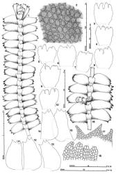 Fig. 103. Bazzania tayloriana (Mitt.) Kuntze. 1. Axis, ventral view. 2. Median leaf cells in nonvittate portion of leaf; note papillae on surface. 3–10. Underleaves, all from same axis. 11–15. Leaves. 16. Portion of axis, ventral view, with 1 young ventral-intercalary branch. 17. Leaf apex, with papillae on surface indicated. 18. Underleaf, distal portion. (All from Child 403, New Zealand, Kaimai Ra. [F].). © All rights reserved. [Image: 4XYP]