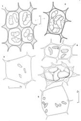 Fig. 104. Oil-bodies, all (except Fig. 4) with the outline of a few chloroplasts included. 1. Bazzania tayloriana (Mitt.) Kuntze. Upper middle (non-vitta) cells showing leaf surface detail. 2. Bazzania tayloriana (Mitt.) Kuntze. Vitta cell from median sector of leaf, showing leaf surface detail. 3. Pseudocephalozia lepidozioides R.M.Schust. Disc cell. 4. Bazzania monilinervis (Lehm. & Lindenb.) Trevis. Non-vitta cell (upper) (× 1865) and vitta cell (× 1265). 5. Pseudocephalozia paludicola R.M.Schust. Disc cell. (Figs. 1, 2, from Glenny 9130, New Zealand, South Is., Nelson, Mt. Burnett, saddle between Mt. Burnett and Three Sisters; 3, from Glenny 9141, New Zealand, South Is., Westland EP, Mt. Turiwhate; 4, from Engel 22365, New Zealand, North Is., Coromandel State Forest Park, Table Mt.; 5, from Glenny 9100, New Zealand, South Is., Westland EP, Mt. Brown.). © All rights reserved. [Image: 4XYQ]