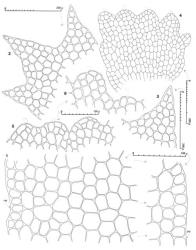 Fig. 106. Bazzania exempta J.J.Engel. 1. Median sector of leaf, the ventral margin at left (= VM), the dorsal at right (= DM); note the subvitta is comprised of thin-walled cells with at most small trigones. 2. Distal sector of leaf. 3. Dorsal-most lobe of leaf. 4. Underleaf. 5, 6. Underleaf apices. (All from type.). © All rights reserved. [Image: 4XYS]