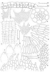 Fig. 107. Pseudocephalozia paludicola R.M.Schust. 1, 2. Large and smaller leaves (S = stem cells at base of lower leaf); drawn to same scale. 3. Bilobed underleaf. 4. ♀ Bracts and in middle, bracteole. 5. Distal sector of ♀ bract. 6. Portion of lateral margin of innermost ♀ bract. 7, 8. Portions of perianth mouth (drawn to same scale). 9. Seta, cross section. 10. Capsule wall, cross section. 11. Capsule wall, inner layer. (All from Engel 17738, New Zealand, South Is., Otago EP, summit plateau of Mt. Maungatua.). © All rights reserved. [Image: 4XYT]