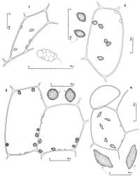 Fig. 108. Oil-bodies, all with the outline of a few chloroplasts included. 1. Paracromastigum furcifolium (Steph.) R.M.Schust. Disc cell, below right an oil-body at higher magnification. 2. Zoopsis macrophylla R.M.Schust. Leaf cell, at left 2 oil-bodies at higher magnification. 3. Zoopsis macrophylla R.M.Schust. Stem cells, above 2 oil-bodies at higher magnification. 4. Zoopsis leitgebiana (Carrington & Pearson) Bastow. Basal cell of dorsal lobe, below 2 oil-bodies at higher magnification. (Fig. 1, from Glenny 9597, New Zealand, South Is., Western Nelson EP, Stockton Plateau; 2, 3, from Glenny 8860, New Zealand, South Is., Canterbury EP, Arthur's Pass, Margarets Tarn; 4, from Glenny 9124, New Zealand, South Is., Western Nelson EP, Mt. Burnett, near summit of Three Sisters.). © All rights reserved. [Image: 4XYU]