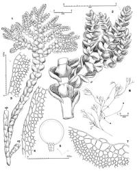 Fig. 111. Isolembidium anomalum (Rodway) Grolle (Fig. 5, from  var. cucullatum, remainder from  var. anomalum). 1. Erect leafy branch; 2 other erect leafy branches (= elb) truncated near their base (at *) (dorsal view). 2. Sector of erect leafy branch with a Microlepidozia -type primary branch (hl = half-leaf) and 3 secondary branches, the 2 at top of Frullania type, the one at bottom of Microlepidozia type (HL = half-leaf) (ventral view). 3. Leaf margin (median sector) showing border of larger cells (leaf removed from erect leafy shoot in zone with terminal branches). 4. Leaf margin (arrow indicates approximate midpoint of margin) showing ± optimal development of border of larger cells (leaf removed from same sector of shoot as in Fig. 3). 5. Antheridium. 6. Cladograph (s = stoloniform branch). 7. Portion of leaf apex showing field of enlarged cells. (Figs. 1–3, 7, from Engel 14053, Tasmania, Weindorfers Forest; 4, from Scott, Tasmania, Lake Pedder; 5, from Oliver s. n., Auckland Is.; 6, from Engel 20056, Tasmania, West Coast Ra., Proprietary Peak.). © All rights reserved. [Image: 4XYX]